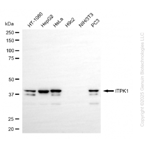 KD-Validated ITPK1 Rabbit mAb (20 μl)