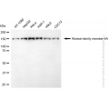 KD-Validated KIF4A Rabbit mAb (20 μl)