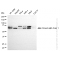 KD-Validated KLC1 Rabbit mAb (20 μl)