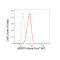 KD-Validated MERTK Rabbit mAb (20 μl)