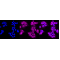 KD-Validated MERTK Rabbit mAb (20 μl)