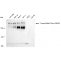 LifeSab™ KD-Validated Phospho-PRKDC (S2056) Rabbit mAb (20 μl)