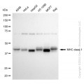 KD-Validated HLA-A Rabbit mAb (20 μl)
