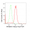 KD-Validated RPS6KA1 Rabbit mAb (20 μl)