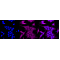 KD-Validated RPS6KA1 Rabbit mAb (20 μl)