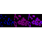 KD-Validated NEK2 Rabbit mAb (20 μl)