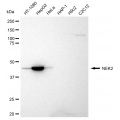 LifeSab™ KD-Validated NEK2 Rabbit mAb (20 μl)