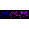 KD-Validated HAT1 Rabbit mAb (20 μl)