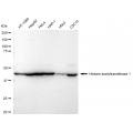 LifeSab™ KD-Validated HAT1 Rabbit mAb (20 μl)