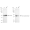 KD-Validated HAT1 Rabbit mAb (20 μl)