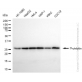 KD-Validated PHB1 Rabbit mAb (20 μl)