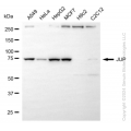 KD-Validated JUP Rabbit mAb (20 μl)