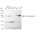 LifeSab™ KD-Validated TAX1BP1 Rabbit mAb (20 μl)