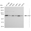 KD-Validated ATG7 Rabbit mAb (20 μl)