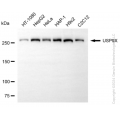 KD-Validated USP9X Rabbit mAb (20 μl)