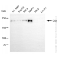 KD-Validated Gli3 Rabbit mAb (20 μl)
