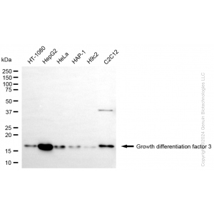 KD-Validated GDF3 Rabbit mAb (20 μl)