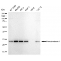 LifeSab™ KD-Validated PRDX1 Rabbit mAb (20 μl)