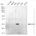 KD-Validated UCHL1 Rabbit mAb (20 μl)