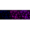 KD-Validated GAL3 Rabbit mAb (20 μl)