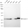 LifeSab™ KD-Validated GAL3 Rabbit mAb (20 μl)