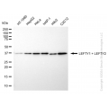 KD-Validated LEFTY1/LEFTY2 Rabbit mAb (20 μl)