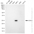 KD-Validated UCHL1 Rabbit mAb (20 μl)