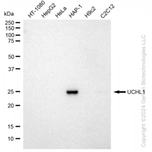 KD-Validated UCHL1 Rabbit mAb (20 μl)