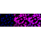 KD-Validated PPIF Rabbit mAb (20 μl)