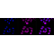 KD-Validated NDUFS3 Rabbit mAb (20 μl)