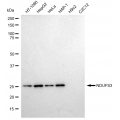 LifeSab™ KD-Validated NDUFS3 Rabbit mAb (20 μl)