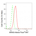 LifeSab™ KD-Validated MRAS Rabbit mAb (20 μl)