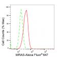 KD-Validated MRAS Rabbit mAb (20 μl)