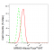 KD-Validated MRAS Rabbit mAb (20 μl)