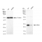 KD-Validated MRAS Rabbit mAb (20 μl)
