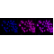 KD-Validated RAC3 Rabbit mAb (20 μl)