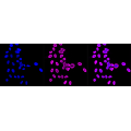 KD-Validated NME1 Rabbit mAb (20 μl)