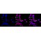 KD-Validated NME1 Rabbit mAb (20 μl)