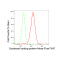 KD-Validated SDCBP Rabbit mAb (20 μl)