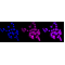 KD-Validated SDCBP Rabbit mAb (20 μl)