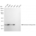 LifeSab™ KD-Validated SDCBP Rabbit mAb (20 μl)