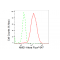 KD-Validated NME1 Rabbit mAb (20 μl)