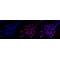 KD-Validated NME1 Rabbit mAb (20 μl)