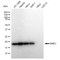 LifeSab™ KD-Validated NME1 Rabbit mAb (20 μl)