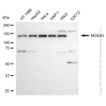KD-Validated MGEA5 Rabbit mAb (20 μl)