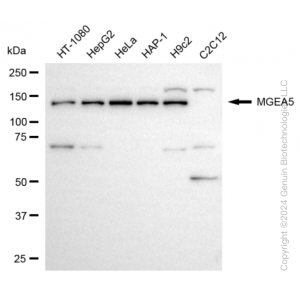 KD-Validated MGEA5 Rabbit mAb (20 μl)