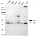 KD-Validated JNK1 Rabbit mAb (20 μl)