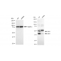 KD-Validated JNK1 Rabbit mAb (20 μl)