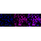 KD-Validated ITGAV Rabbit mAb (20 μl)