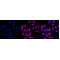 KD-Validated JAK1 Rabbit mAb (20 μl)